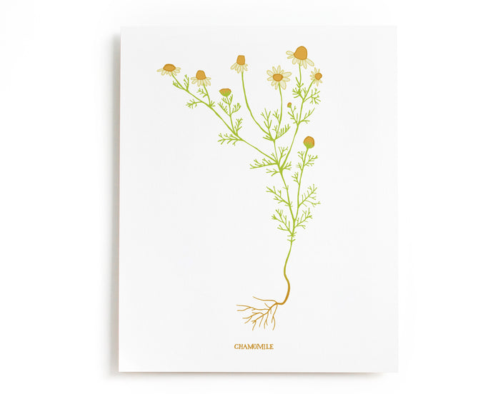 Chamomile Herb Art Print