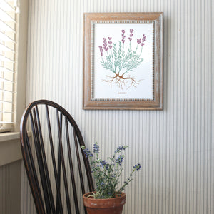 Lavender Herb Art Print