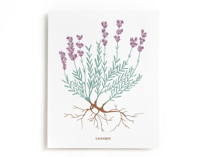 Lavender Herb Art Print