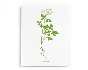 Parsley Herb Art Print